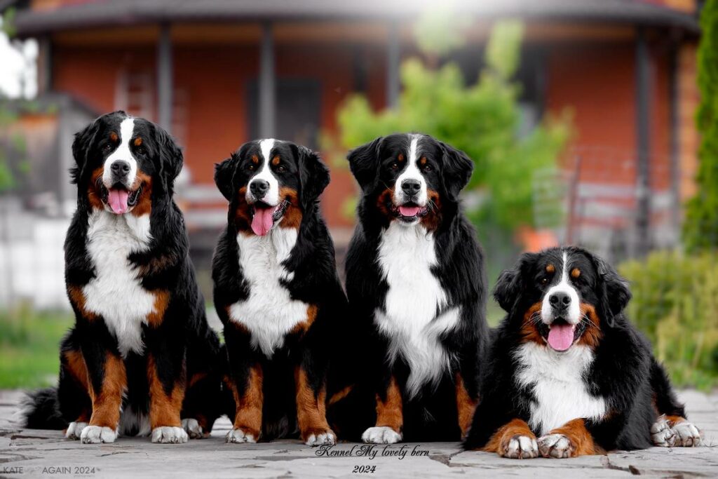 pitomnik-bernskiy-zennenhund-gde-kupit-shchenka