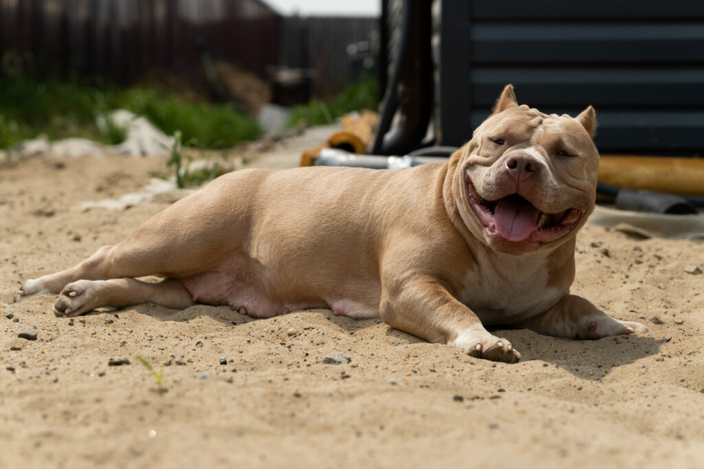 pitomnik-bully-legacy-amerikanskij-bulli-kupit-sobaku