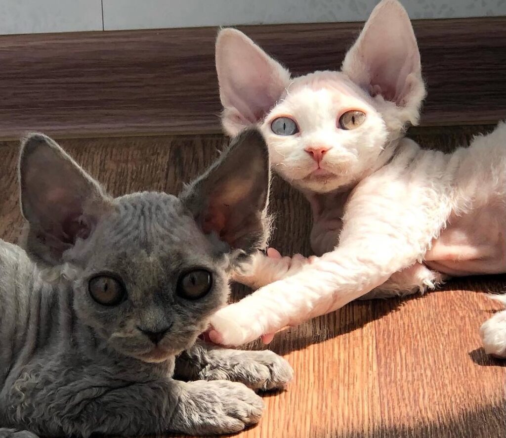 pitomnik-elfograd-devon-rex-gde-kupit-kotenka