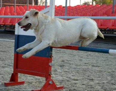 pitomnik-eng-lumens-labrador-retriver-gde-kupit-shenka