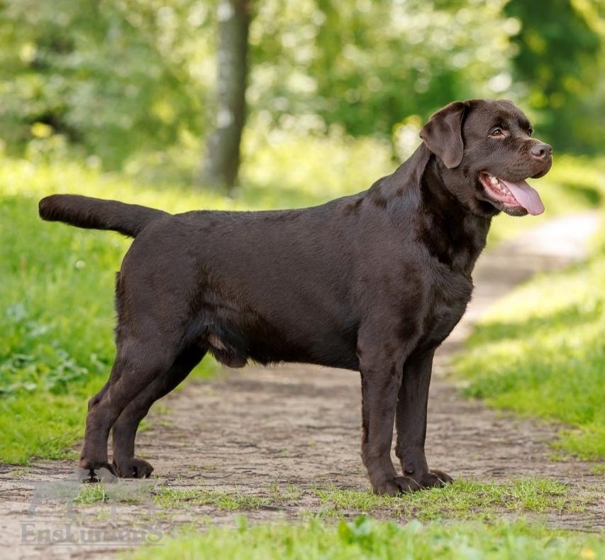 pitomnik-eng-lumens-labrador-retriver-kupit-shenka