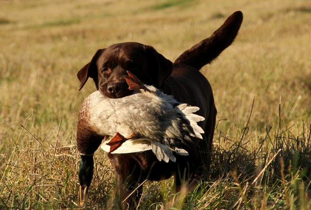 pitomnik-eng-lumens-labrador-retriver-kupit-sobaku