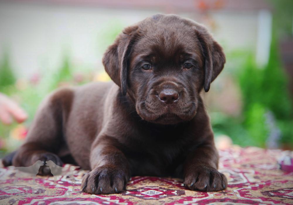 pitomnik-eng-lumens-labrador-retriver-kupit