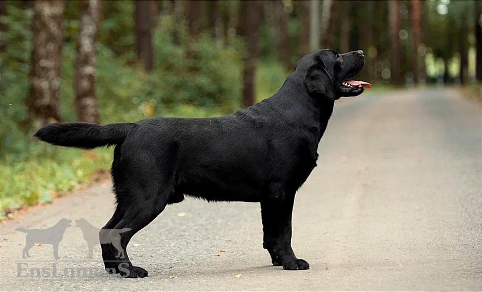 pitomnik-eng-lumens-labrador-retriver-prodazha-shenka