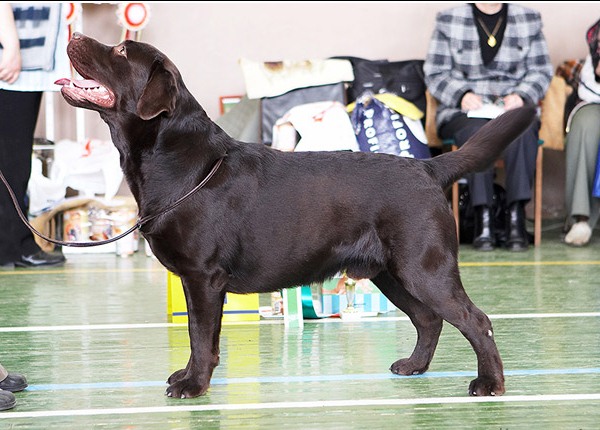 pitomnik-eng-lumens-labrador-retriver-prodazha