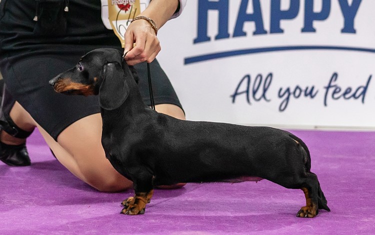 pitomnik-formula-uspeha-krolichya-taksa-kupit-shchenka