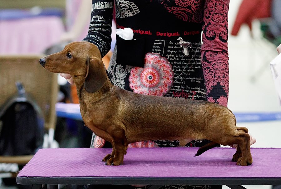 pitomnik-formula-uspeha-krolichya-taksa-kupit