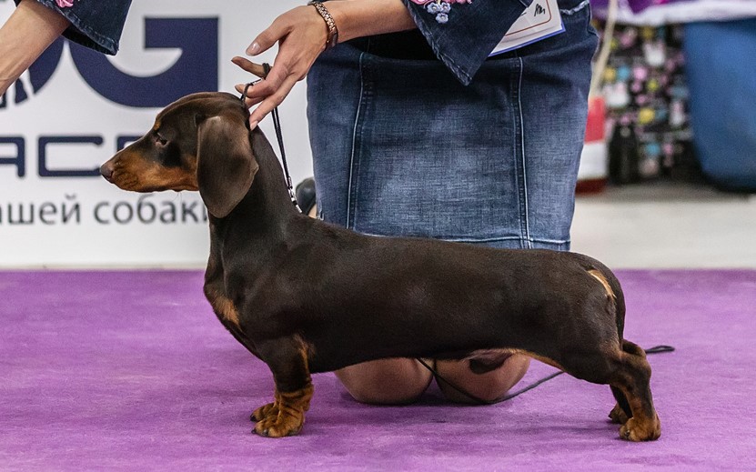 pitomnik-formula-uspeha-krolichya-taksa