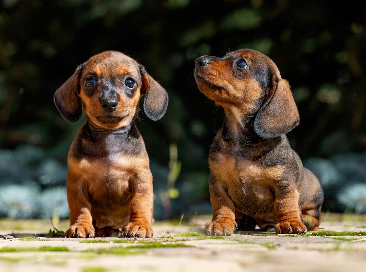 pitomnik-formula-uspeha-miniatjurnaya-taksa-kupit-shchenka