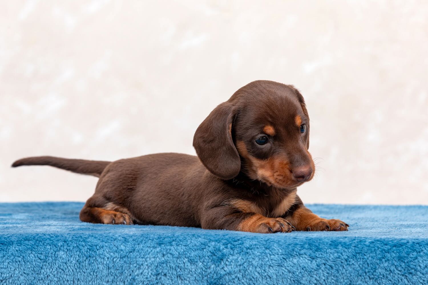 pitomnik-formula-uspeha-miniatjurnaya-taksa-kupit