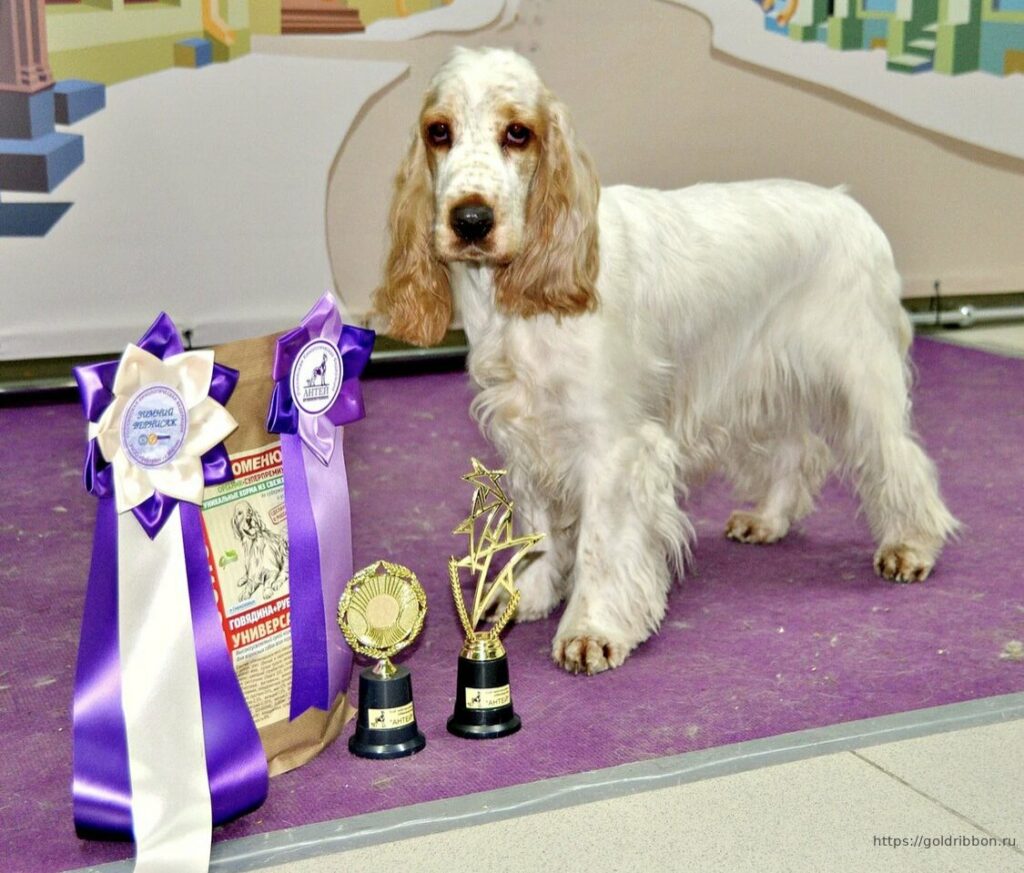 pitomnik-goldribbon-anglijskij-koker-spaniel-kupit-sobaku