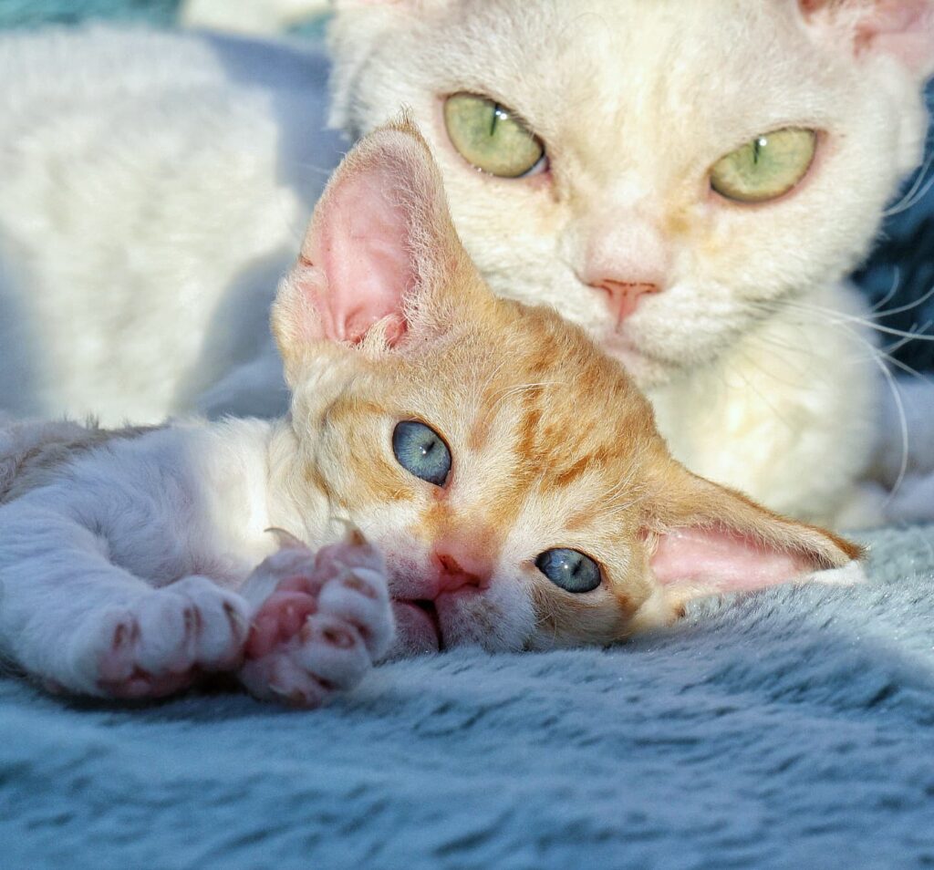 pitomnik-koshek-devon-rex-gde-kupit-kotenka