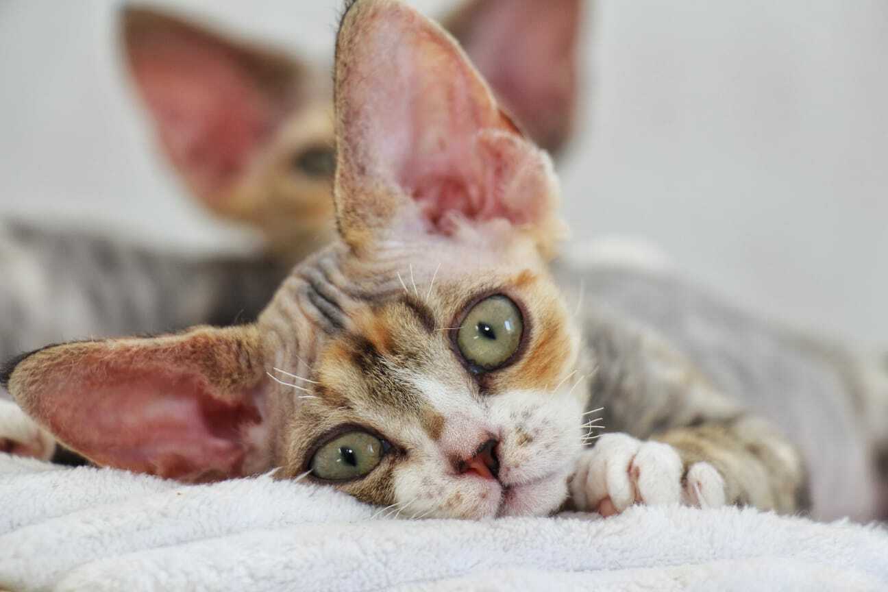pitomnik-koshek-devon-rex-kupit-kotenka-nedorogo