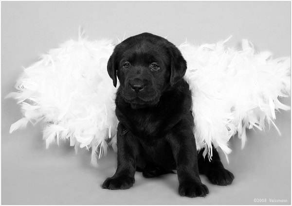 pitomnik-labrador-retriver-kupit-shenka