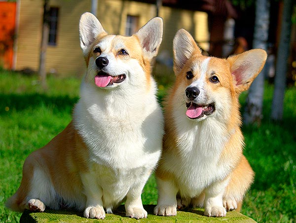 pitomnik-mistycor-kupit-shenka-velsh-corgi-pembrok