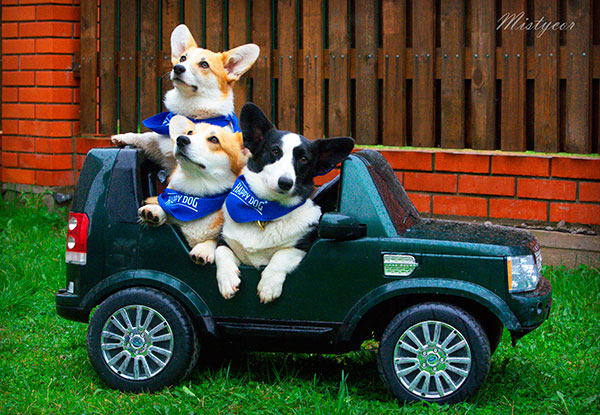 pitomnik-mistycor-kupit-shenka-velsh-corgi
