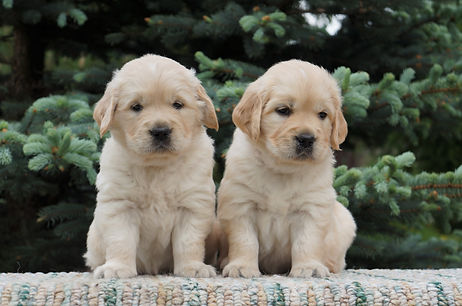 pitomnik-retriver-kupit-shenka