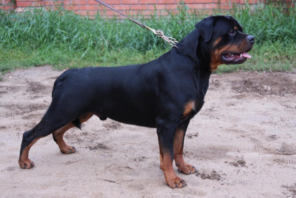 pitomnik-rus-rph-nekar-rotveiler-kupit-shenka