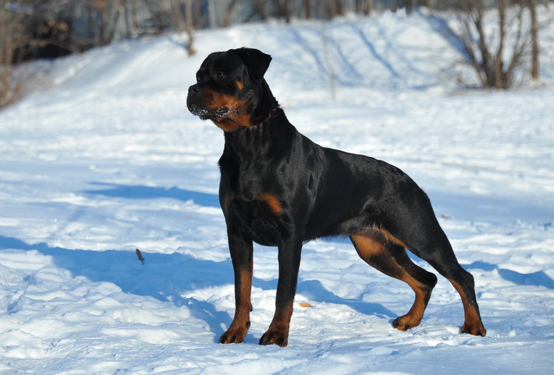 pitomnik-rus-rph-nekar-rotveiler-kupit-shenkov