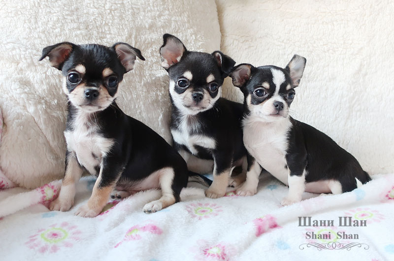 pitomnik-shani-shan-chihuahua-kupit-shenka