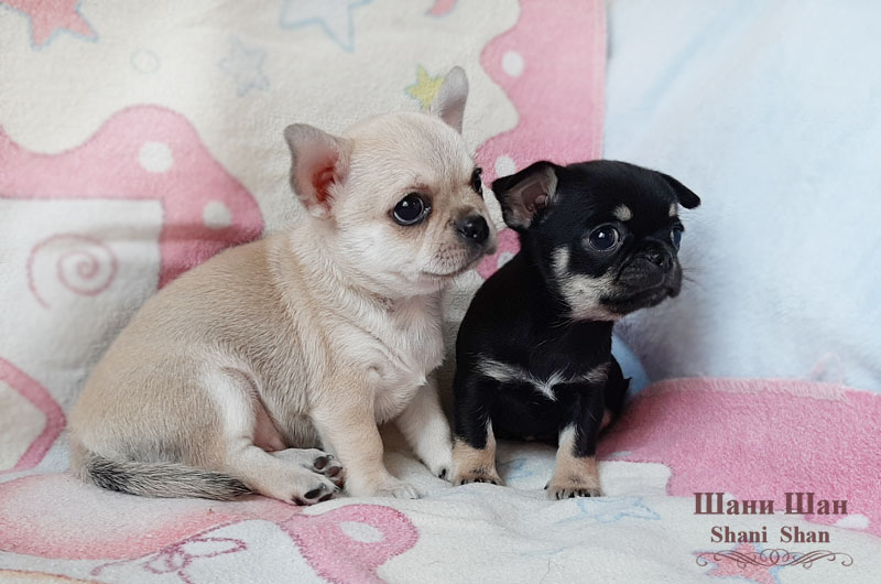 pitomnik-shani-shan-chihuahua-kupit-sobaku