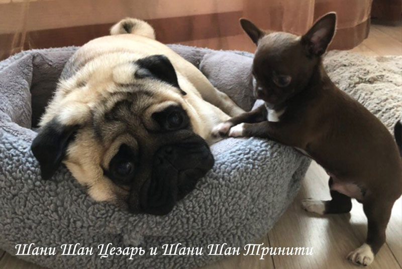 pitomnik-shani-shan-mops-kupit-sobaku