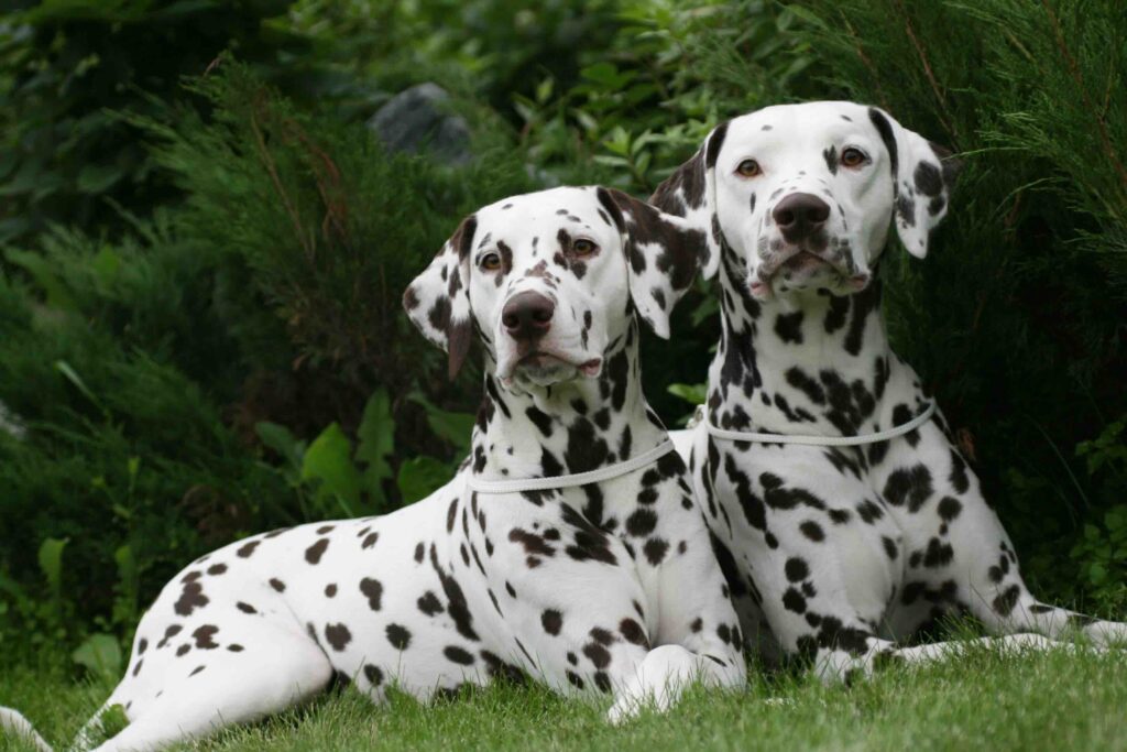 pitomnik-sobak-gloriadus-dalmatian-kupit-shenka