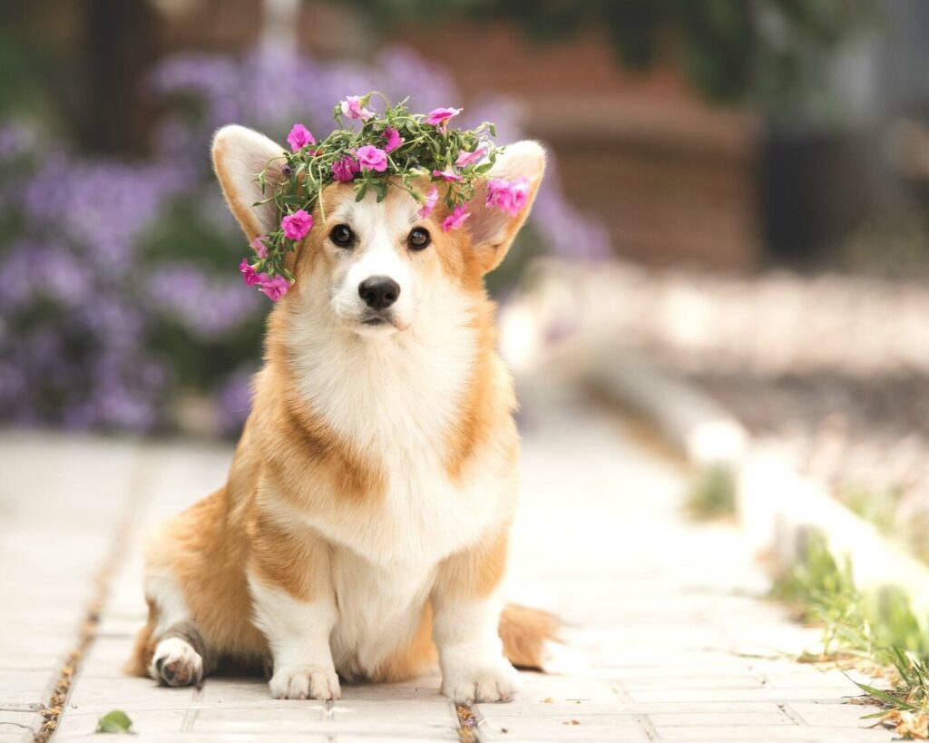 pitomnik-sobak-kupit-shenka-velsh-corgi-pembrok
