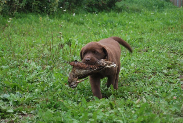 pitomnik-sobak-labrador-retriver-kupit-shenka