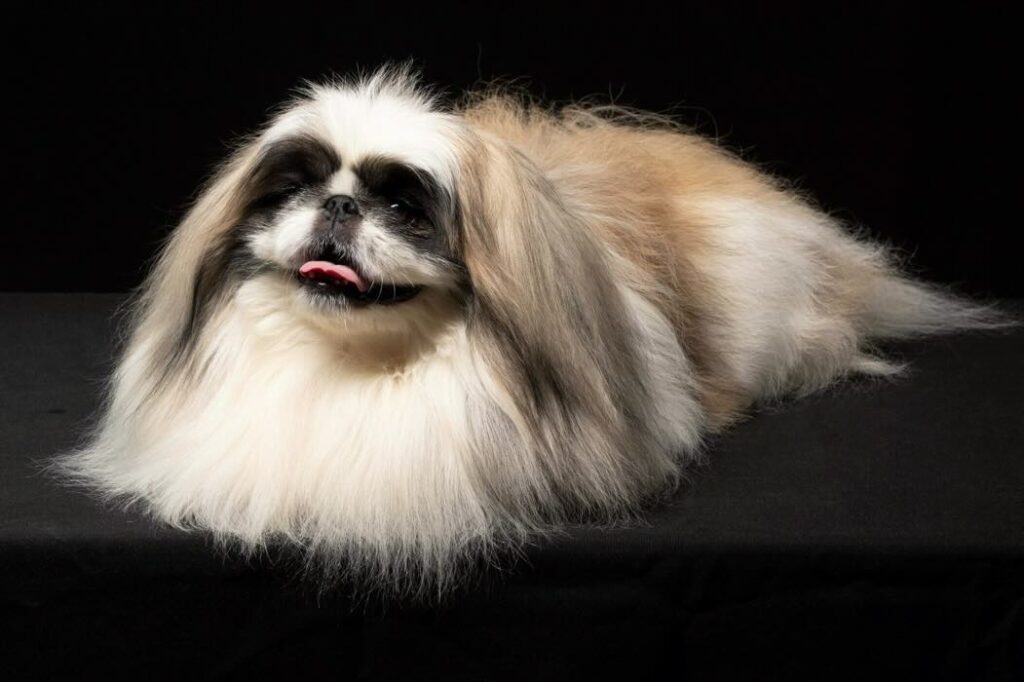 pitomnik-sobak-savelina-pekines-prodazha-shenka
