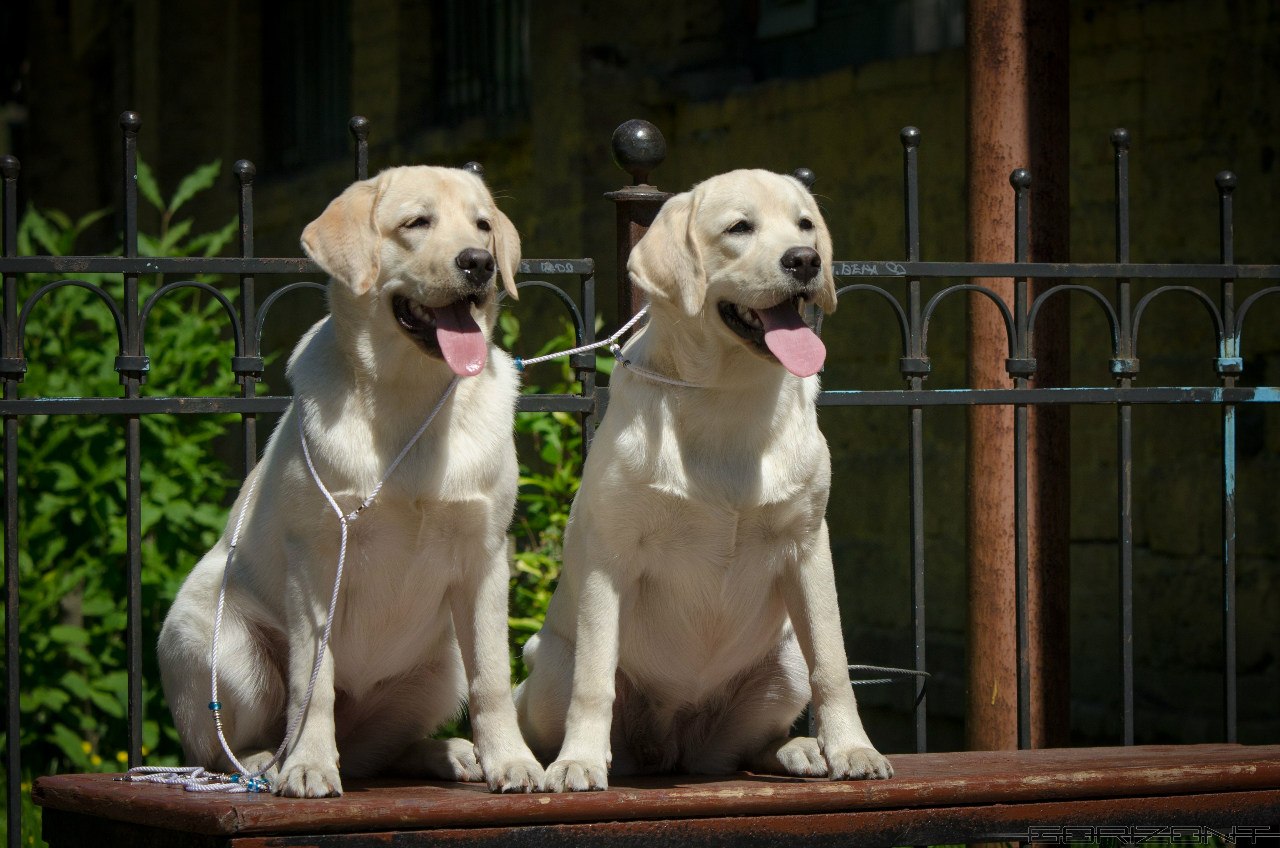 pitomnik-tissura-labrador-retriver-gde-kupit-shenka