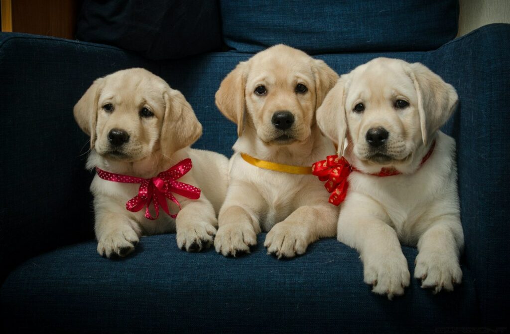 pitomnik-tissura-labrador-retriver-kupit-shenka