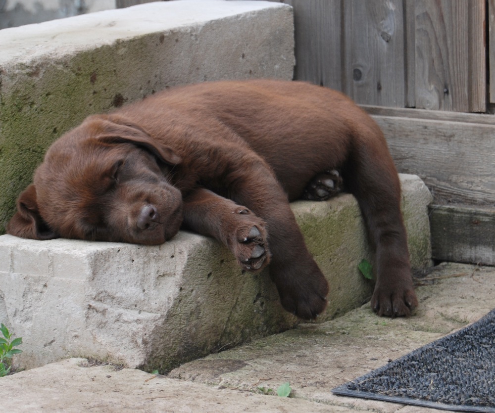 pitomnik-tissura-labrador-retriver-kupit-sobaku