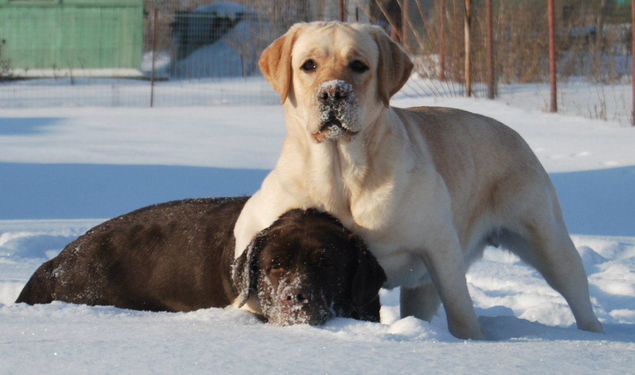 pitomnik-tissura-labrador-retriver-objavlenie-o-prodazhe-shenka