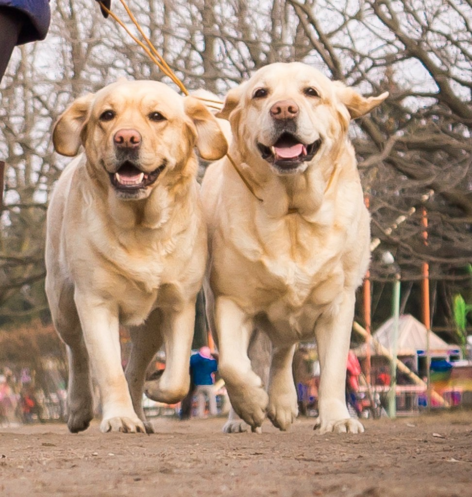 pitomnik-tissura-labrador-retriver-prodazha-shenka