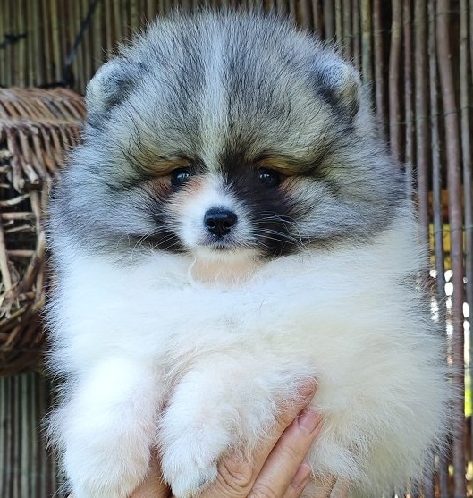 pomeranskiy-shpits-gde-kupit-sobaku