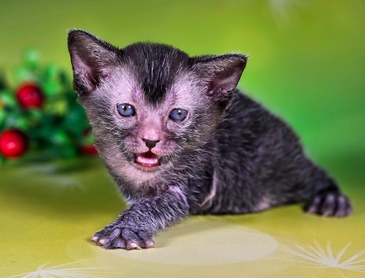 poroda-likoi-kupit-kotenka