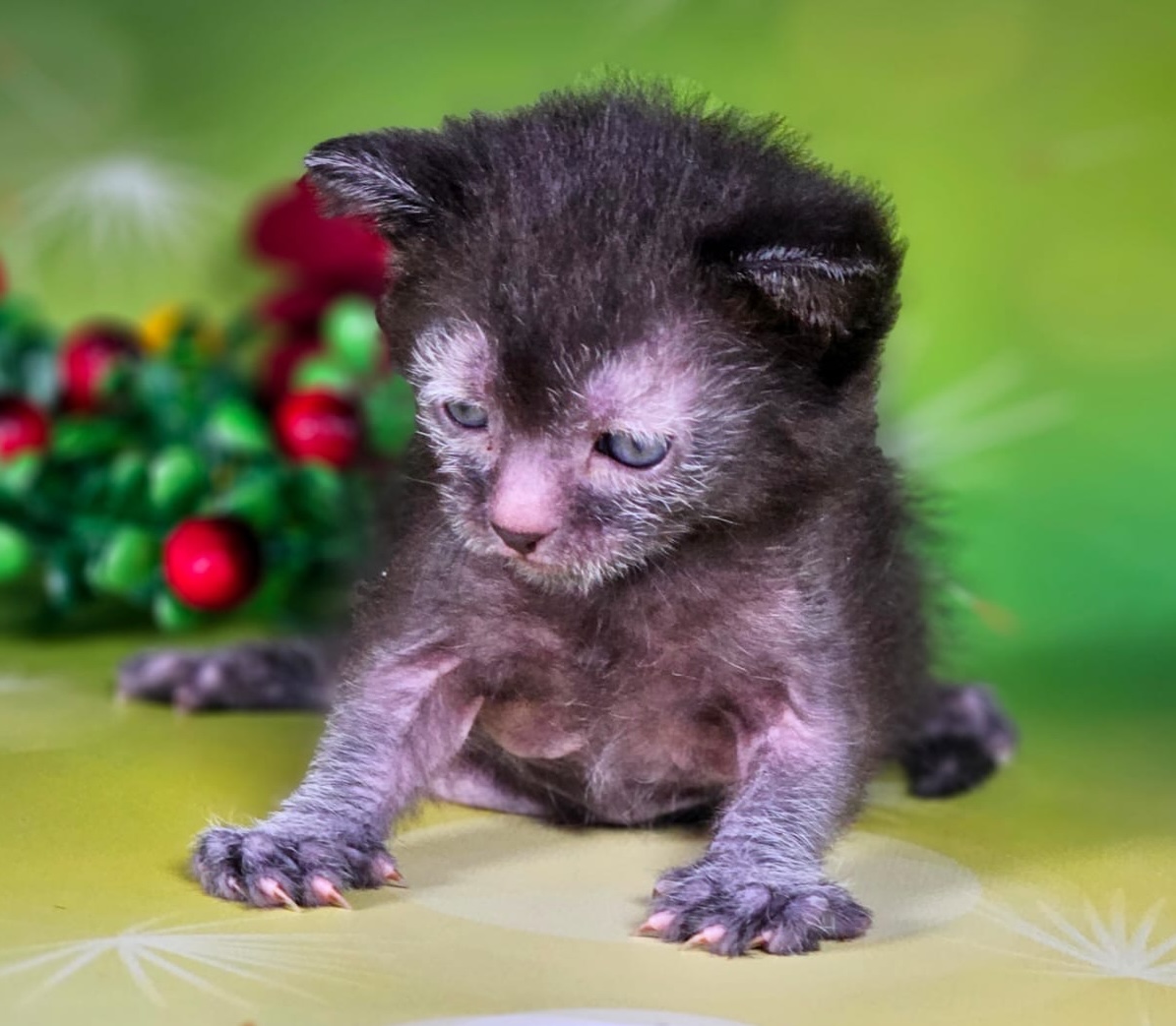 poroda-likoi-prodazha-kotenka