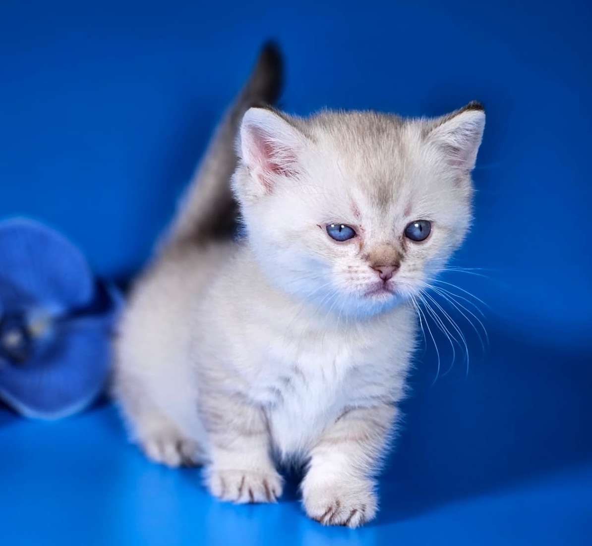 poroda-manchkin-kupit-kotenka