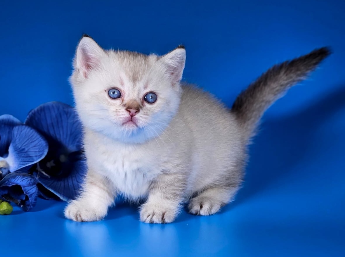 poroda-manchkin-prodazha-kotenka