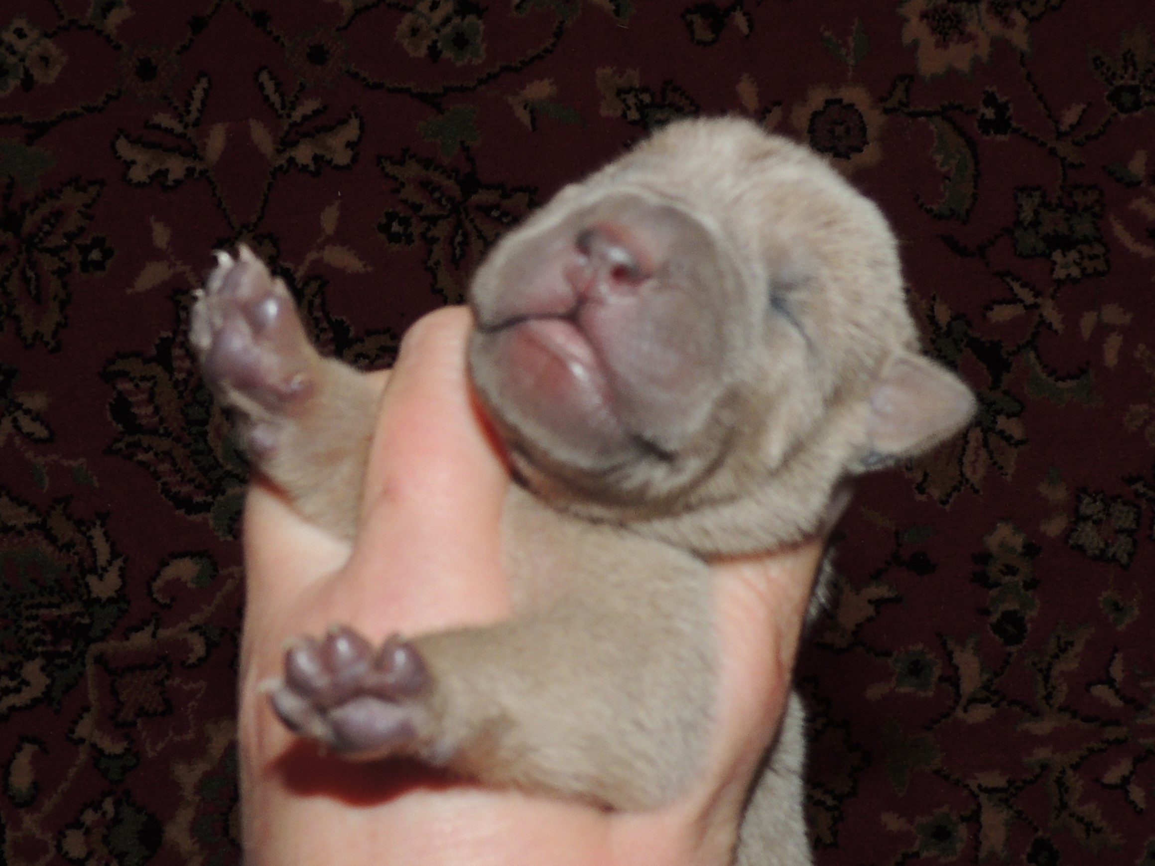 porodistii-sharpei-kupit-shenka