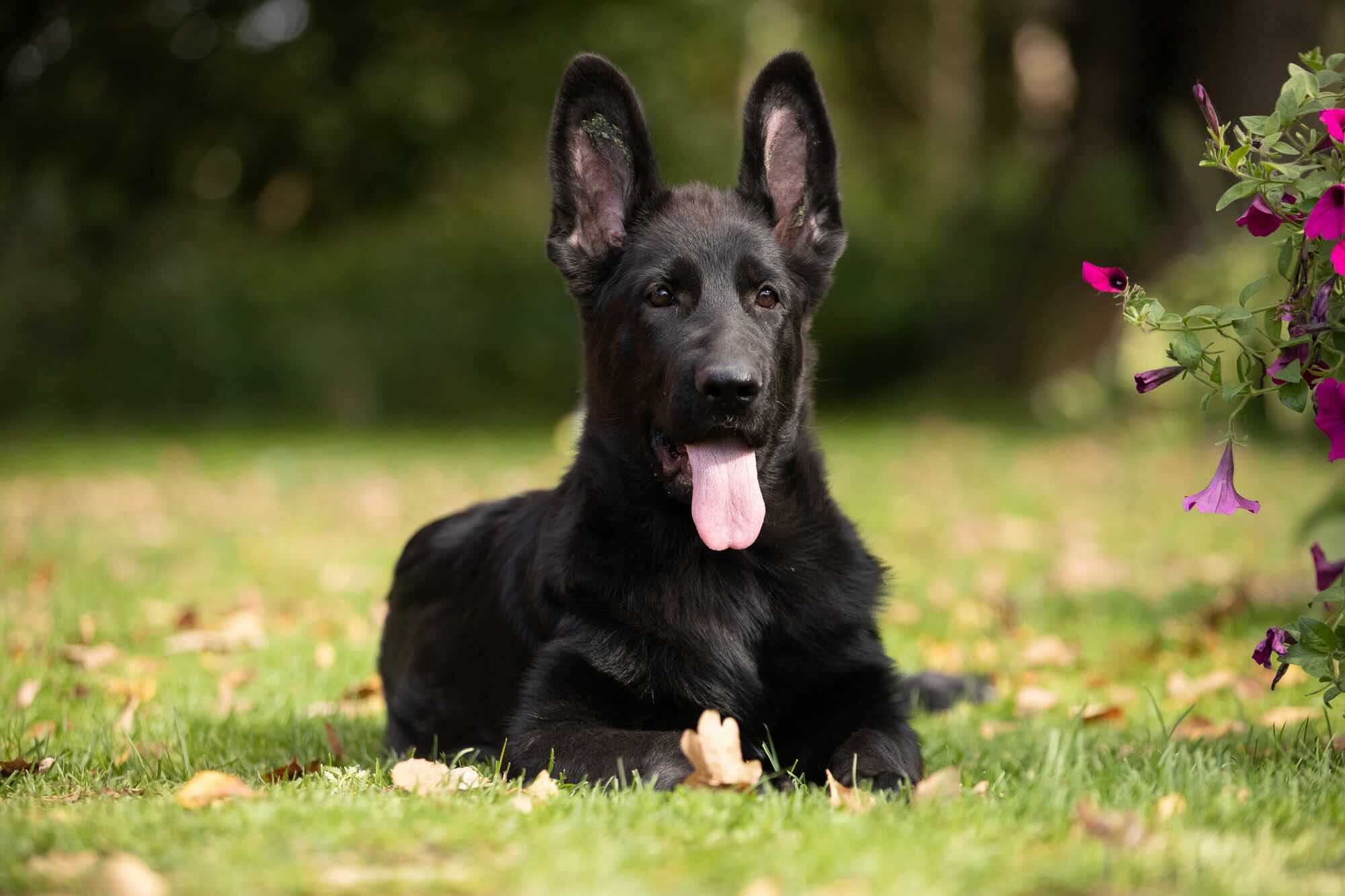 prodazha-shchenka-nemeckoi-ovcharki