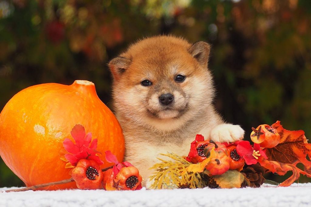 prodazha-shchenka-shiba-inu