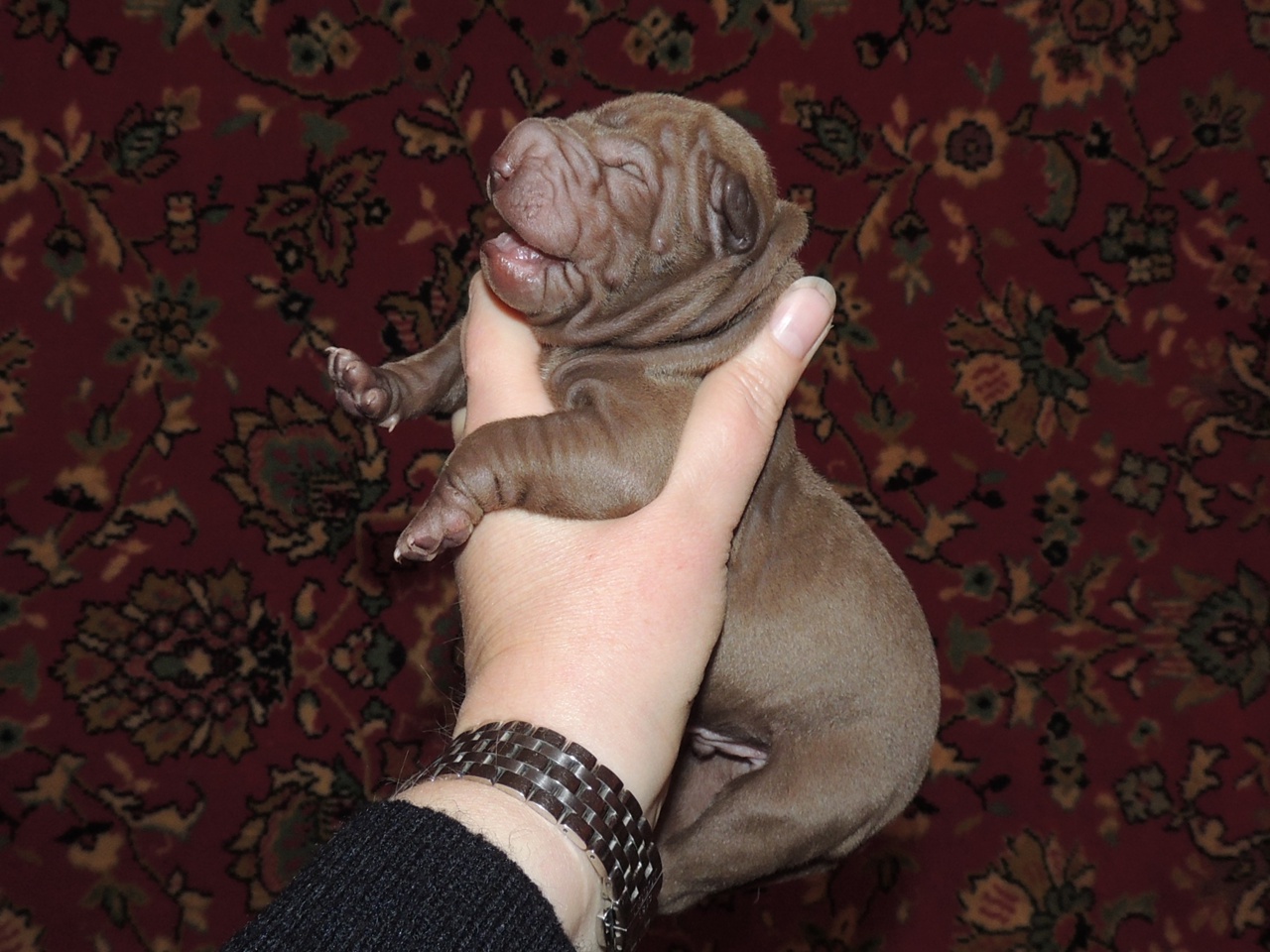 sharpei-gde-kupit-shenka