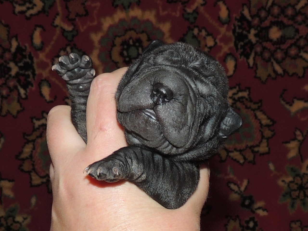 sharpei-kupit-shenka-cena