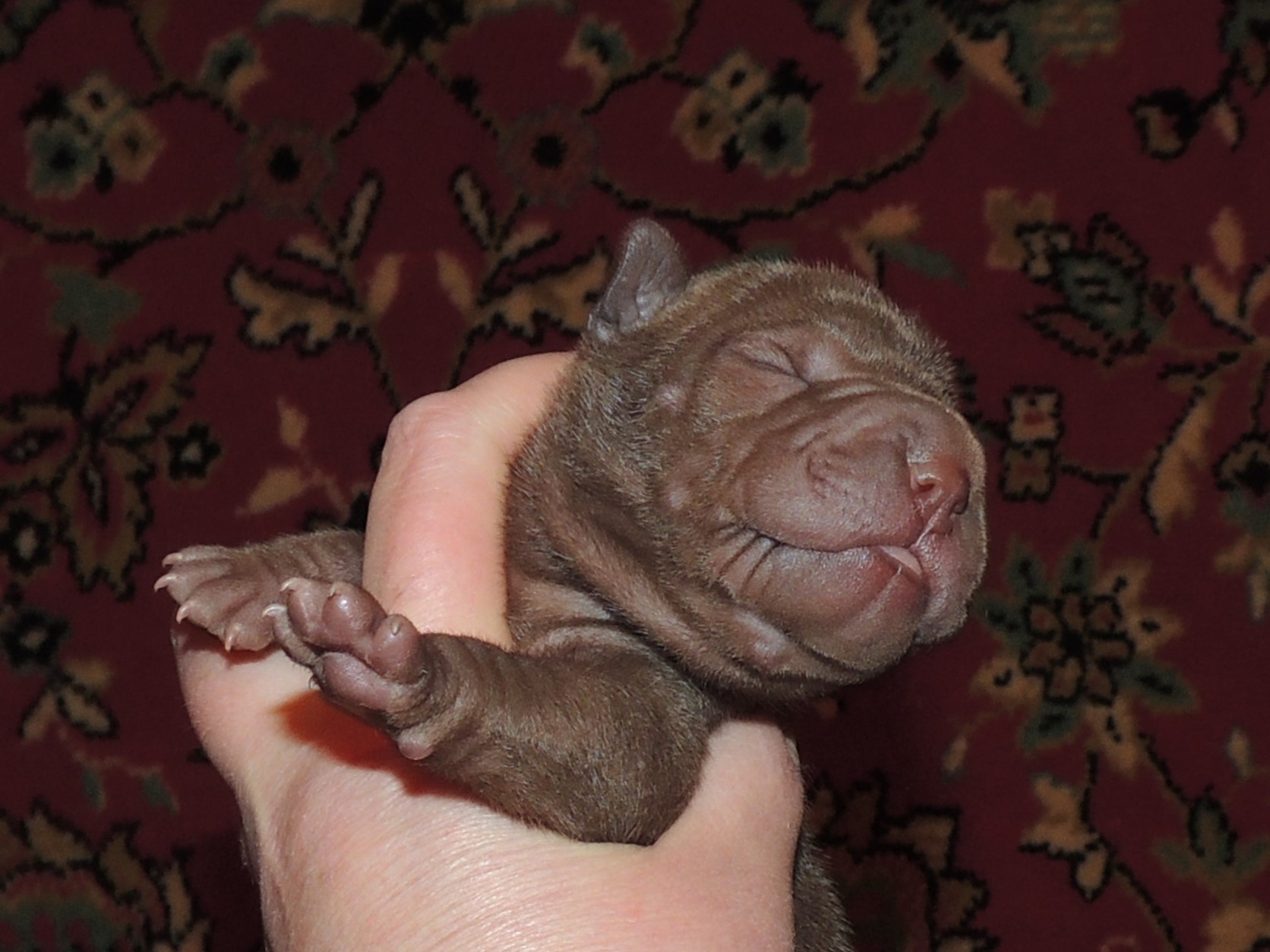 sharpei-kupit-shenka