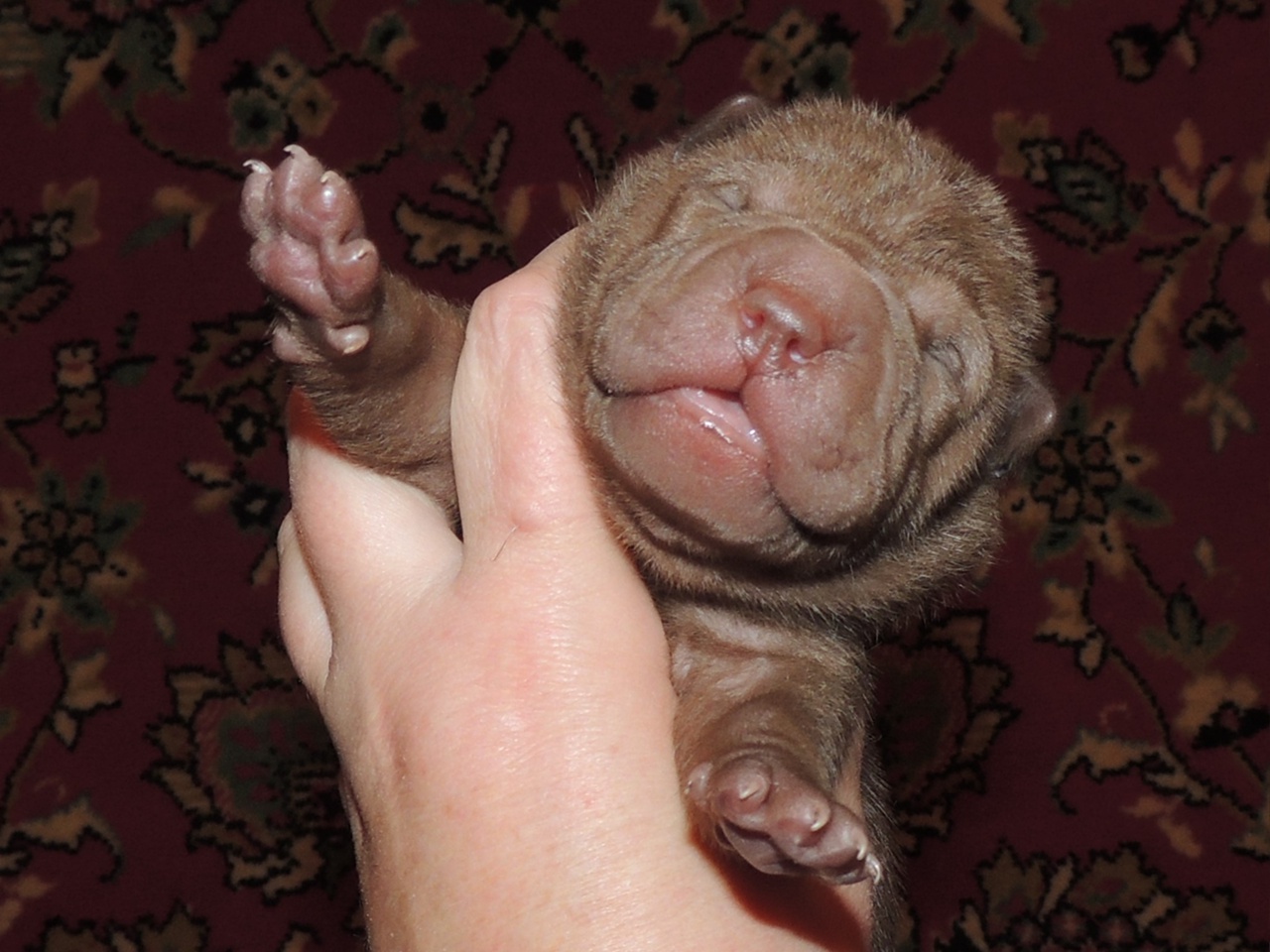 sharpei-objavlenie-o-prodazhe-shenka