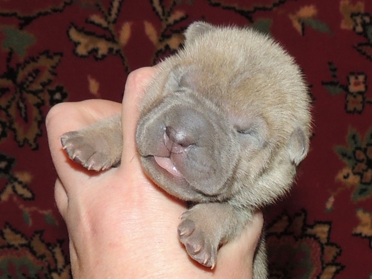 sharpei-prodazha-shenka