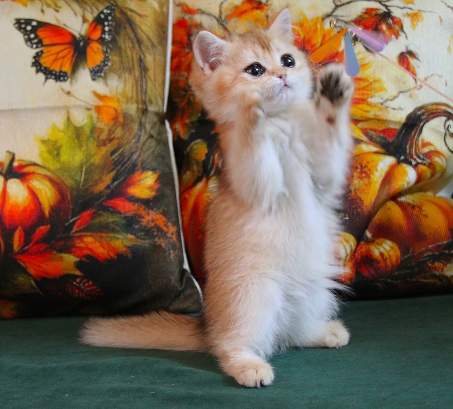 shotlandskaya-pryamoukhaya-koshka-straight-gde-kupit-kotenka
