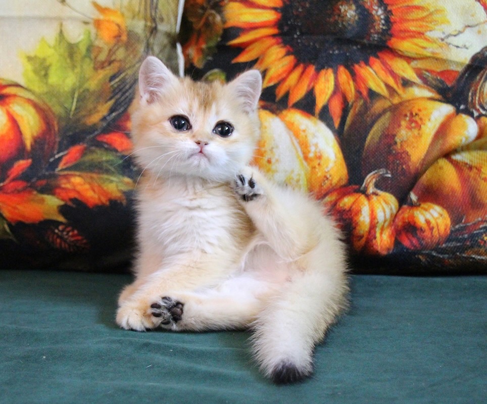shotlandskaya-pryamoukhaya-koshka-straight-kupit-kotenka
